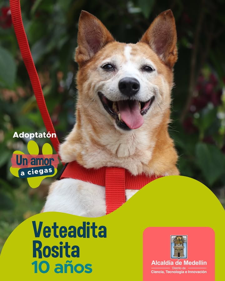 Adopta a Rosita, perra de 10 años en Medellín 