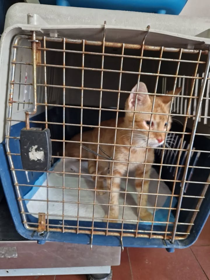 Transporte de 22 gatos rescatados en búsqueda de adopción en Bogotá 