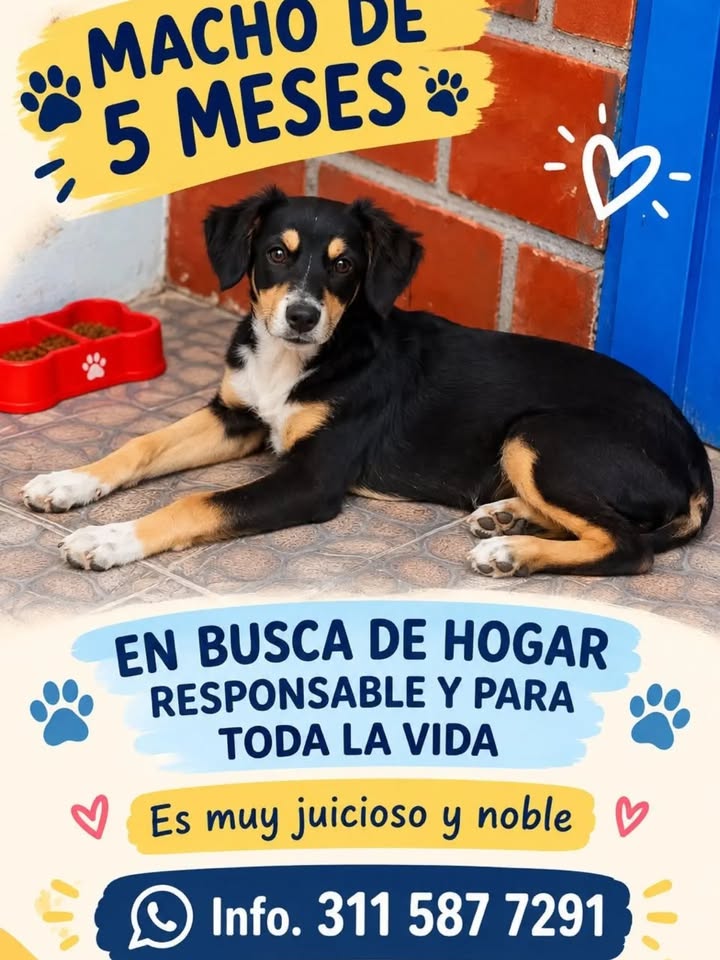 Adopción perro macho de 5 meses en Pereira 