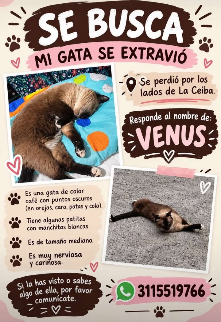 Gata perdida en Tuluá 