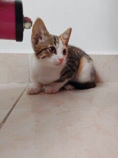 Gatita de 2 meses busca hogar en Tuluá 