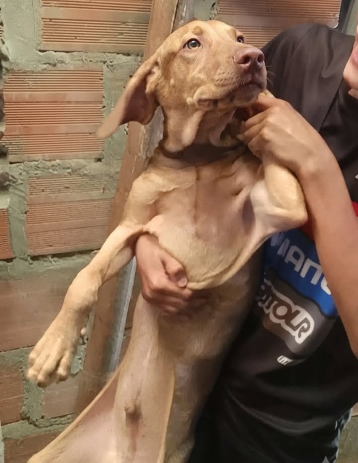 Perro en adopción en Pereira, víctima de maltrato 