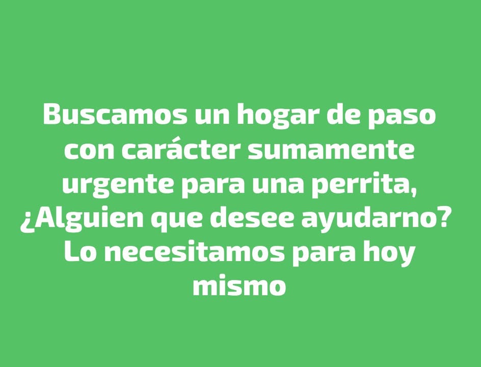 Buscan Hogar de Paso Urgente para Perrita en Manizales 