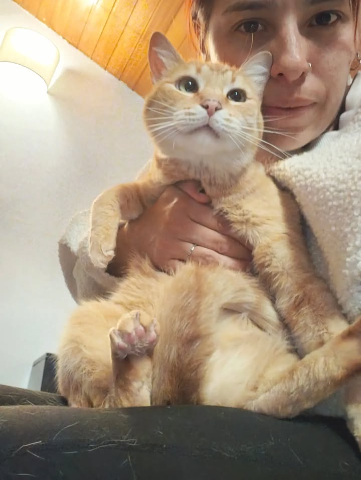 Adopción de gatita Fresita en Bogotá, Colombia 