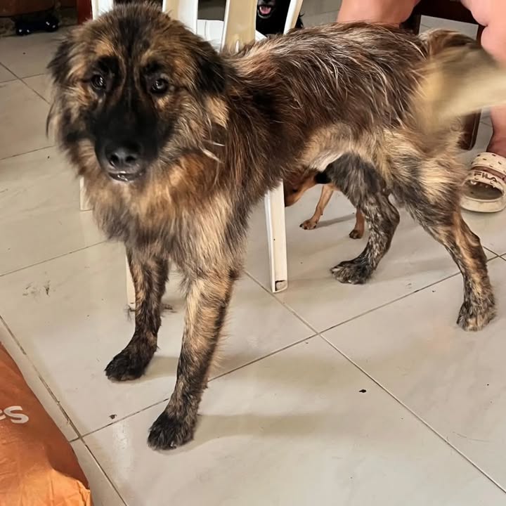 Perro noble y cariñoso busca hogar en Pereira 