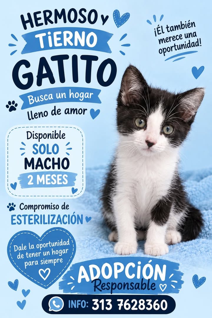 Gatito tierno en adopción en Tuluá, Valle 