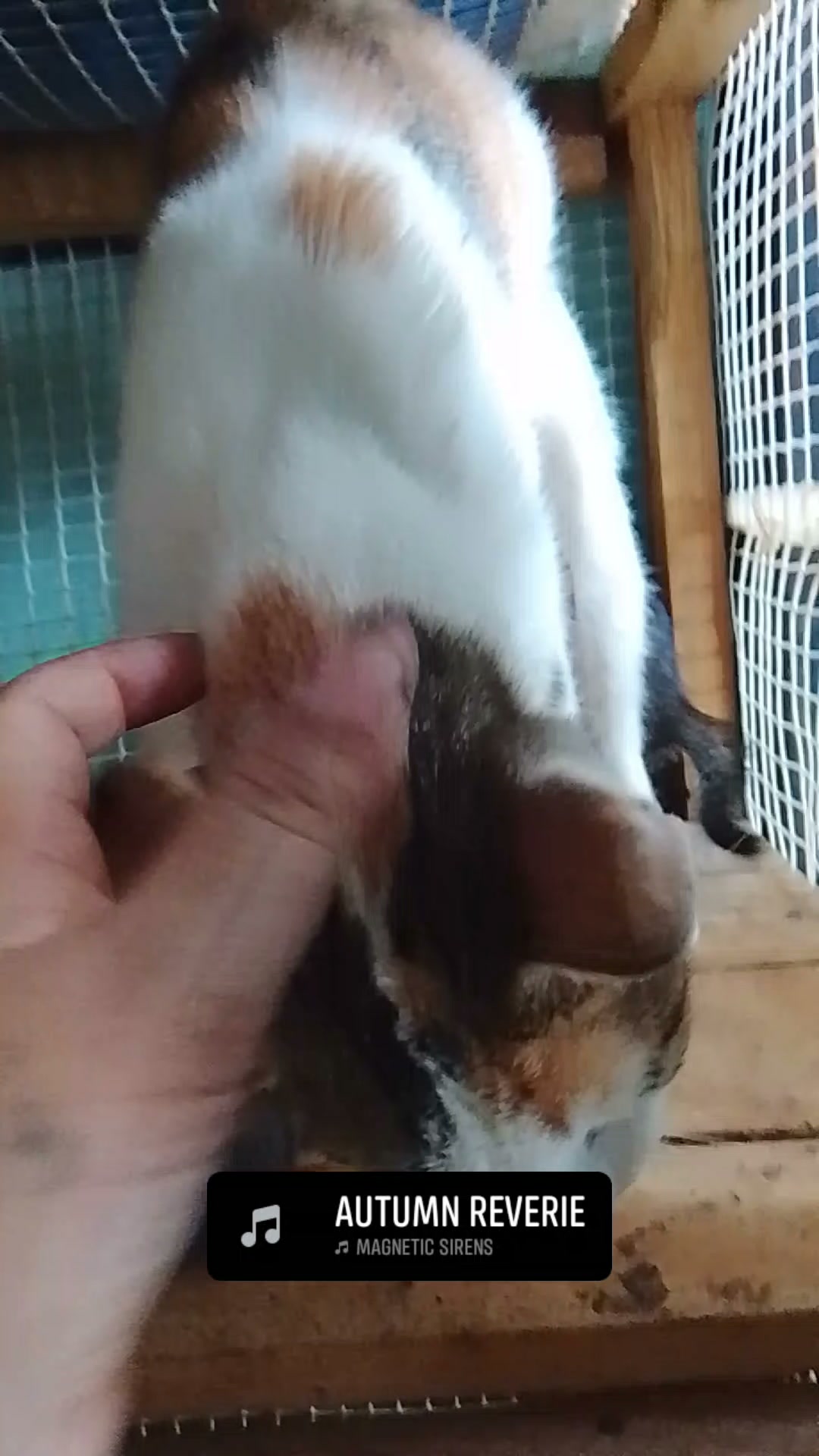 Cachorros de gato en adopción en Neira, Caldas 