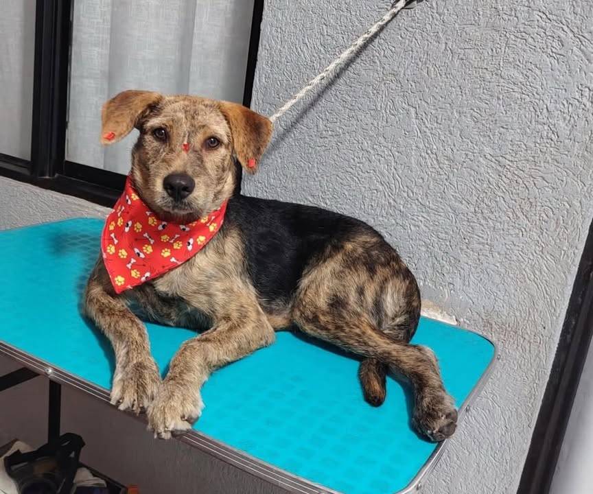Cachorrita de 7 meses en adopción responsable en Pereira 