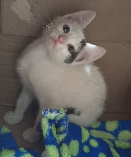 Gatas para adopción en Pereira 