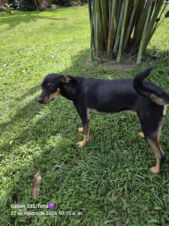 Perro negro y cafe perdido en Neira, Caldas 