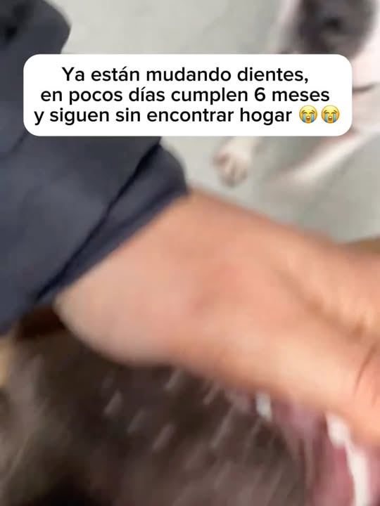 Buscamos Hogar de Paso Urgente para Perritos en Bogotá 