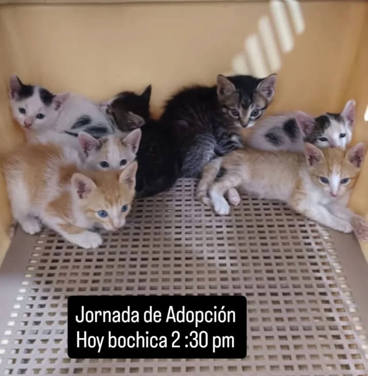 Jornada de Adopción de Gatitos en Bogotá 