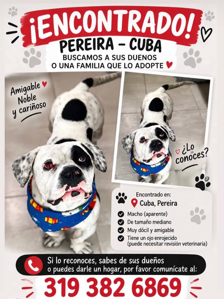 Encontrado perro en Pereira, Risaralda 
