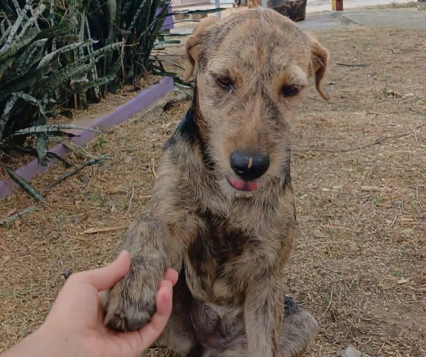 Cachorrita de 7 meses en adopción responsable en Pereira 