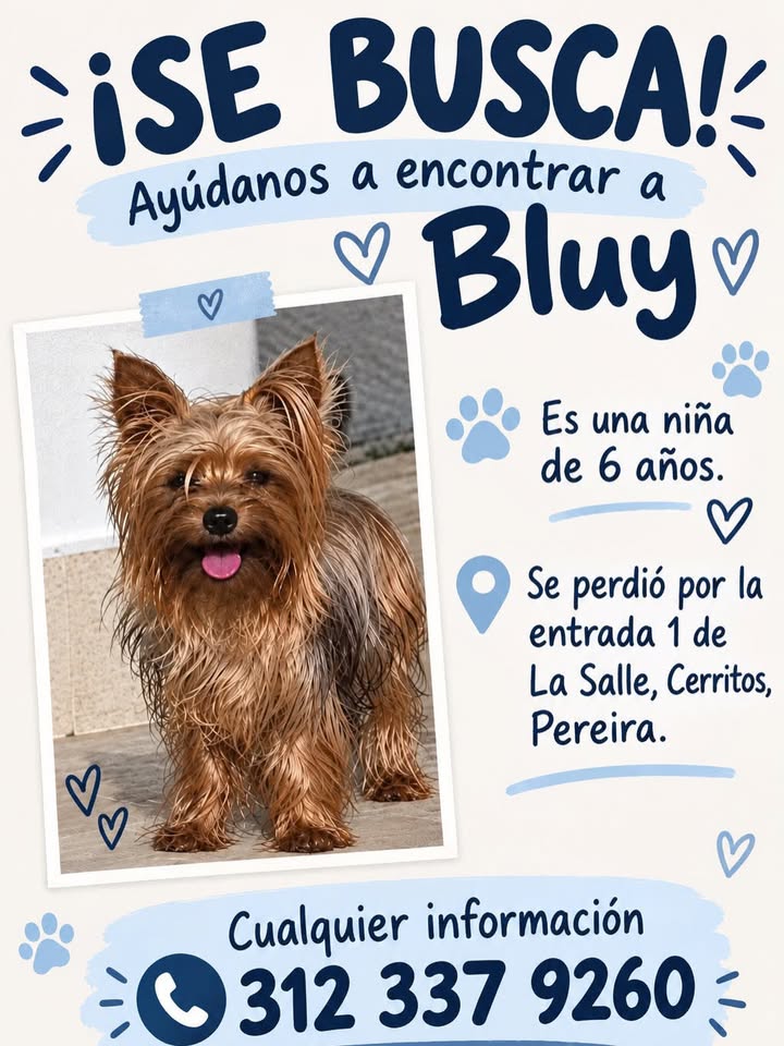 Perro Yorky perdido en Pereira 