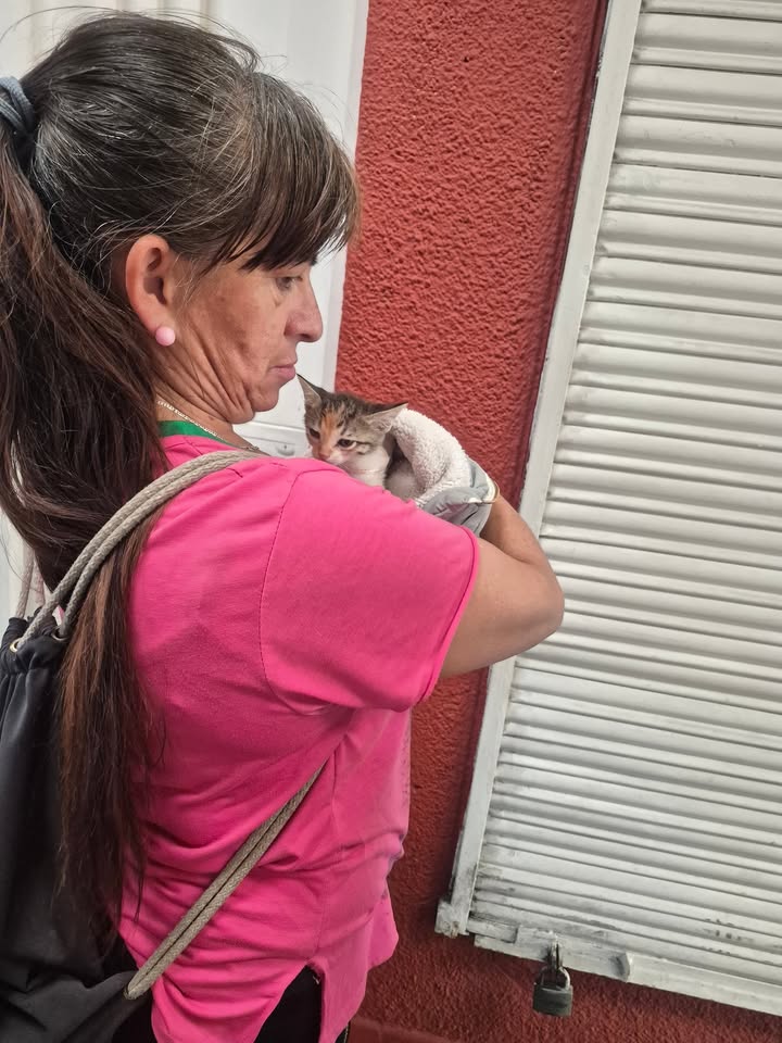 Proceso de adopción responsable en Bogotá 