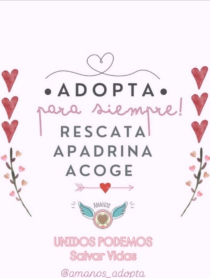 Buscamos Hogar de Paso Urgente para Perritos en Bogotá 