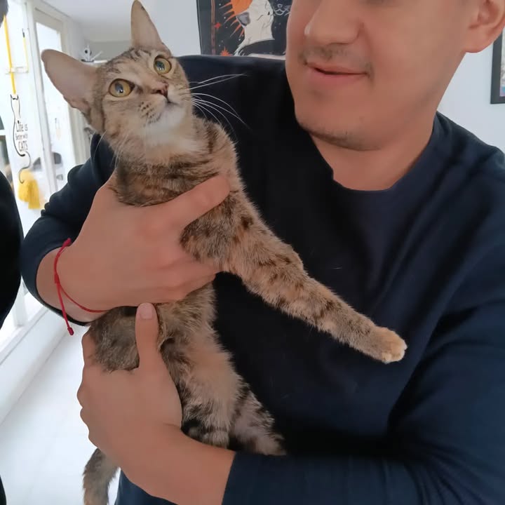 Adopción de gatitos Pomelo y Hortensia en Bogotá 