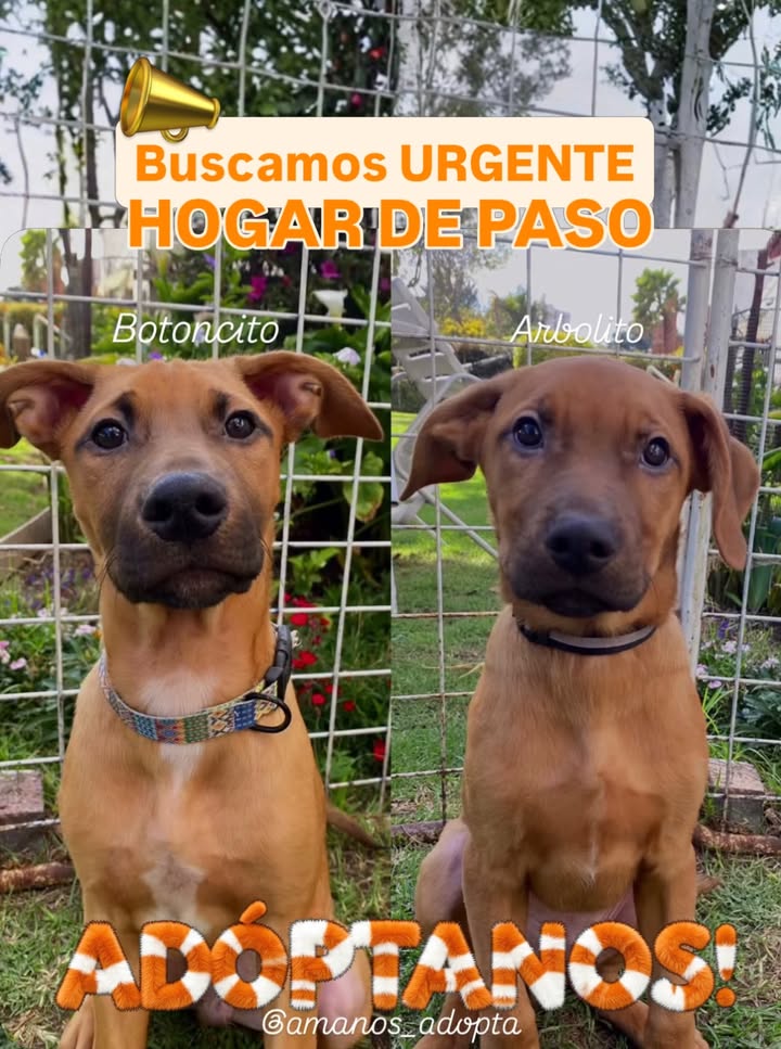 Buscamos Hogar de Paso Urgente para Perritos en Bogotá 