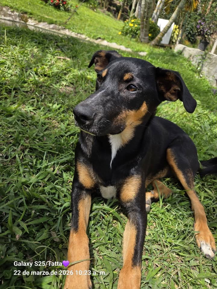 Perro perdido en Neira, Caldas 
