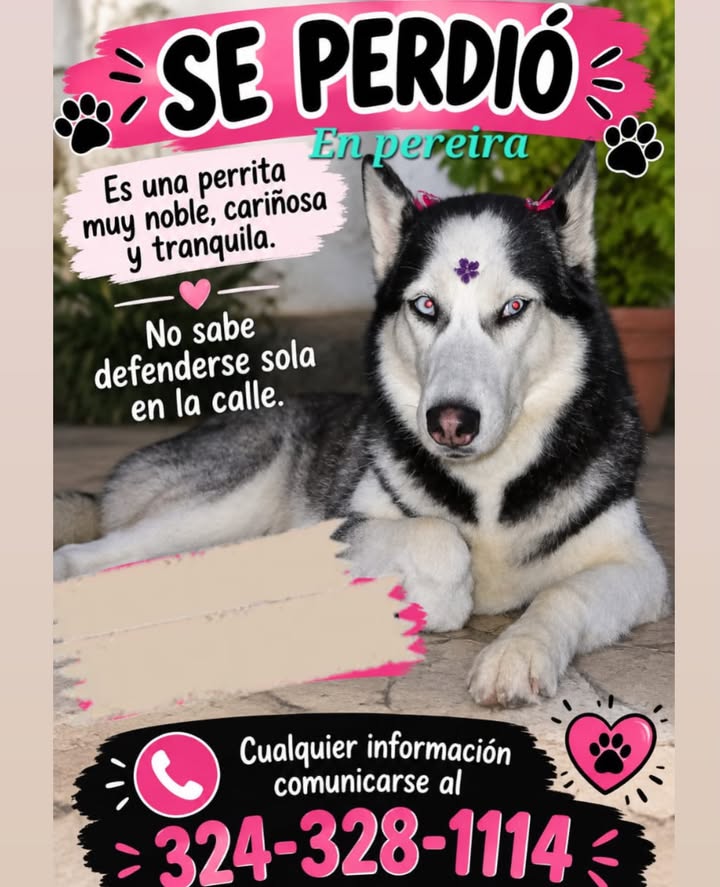 Perro Husky se perdió en Pereira 