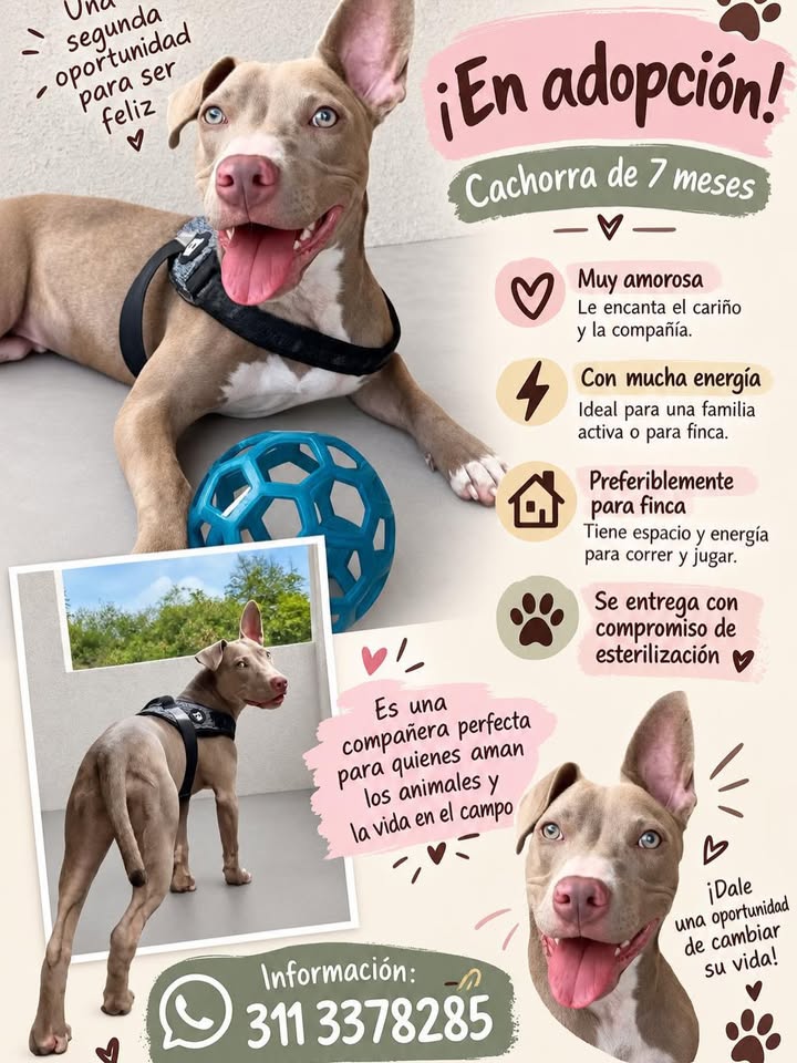 Cachorro de 7 meses en adopción en Pereira, Risaralda 