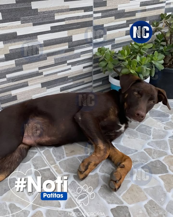 Perro encontrado en Circasia, Quindío 