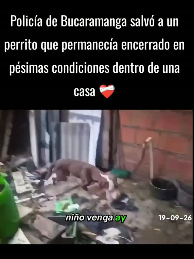 Policía rescata a perrito en vulnerabilidad en Bucaramanga 