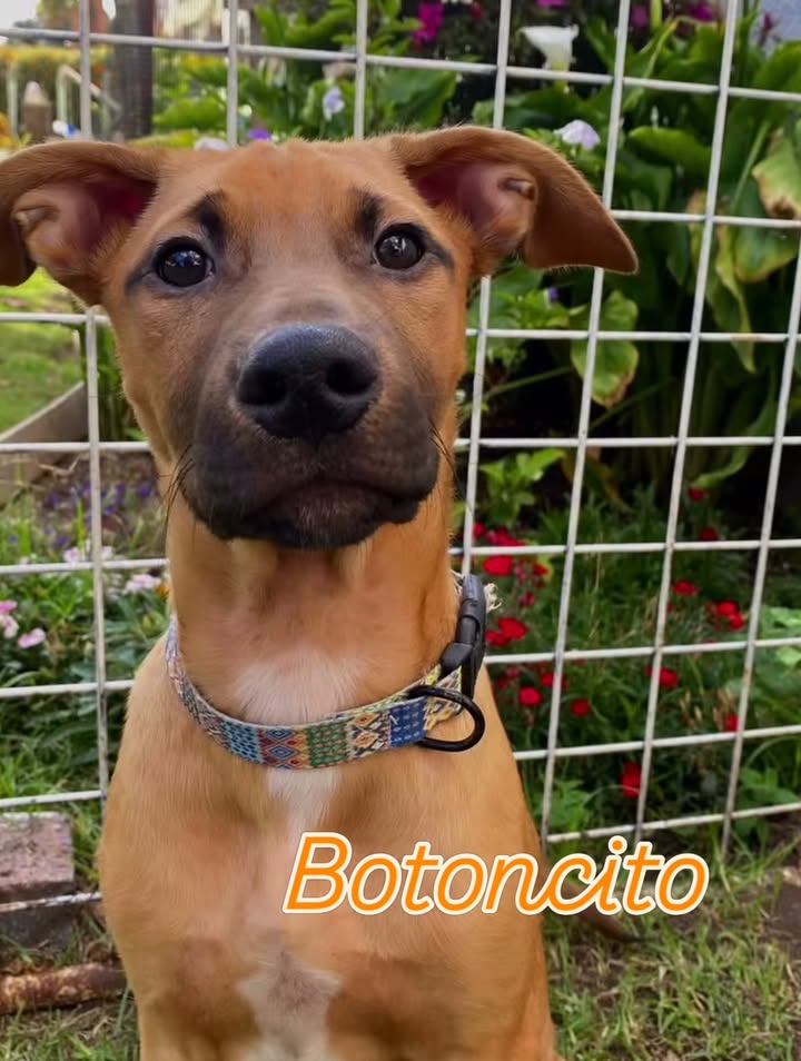 Buscamos Hogar de Paso Urgente para Perritos en Bogotá 
