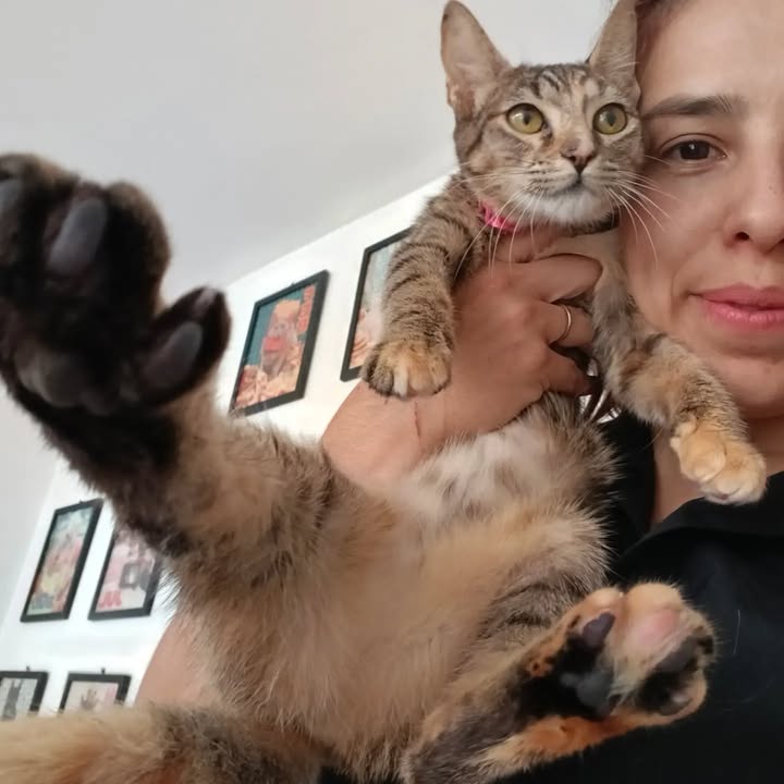 Adopción de gatitos Pomelo y Hortensia en Bogotá 