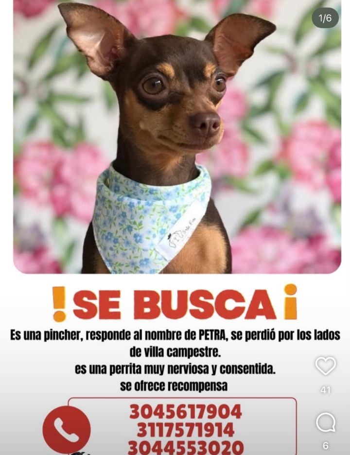 Perro Pinscher Macho Perdido en Tuluá 