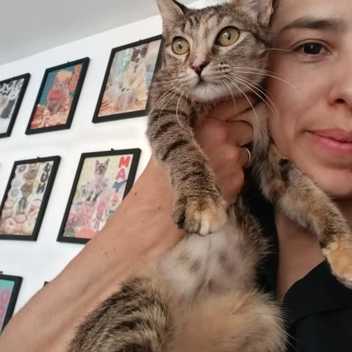 Adopción de gatitos Pomelo y Hortensia en Bogotá 