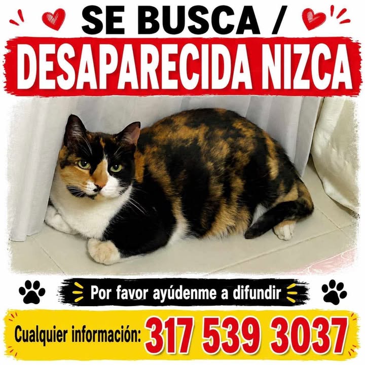 Gata Nizca Desaparecida en Tuluá 