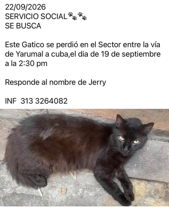 Gatico Jerry se perdió en Pereira, Risaralda 