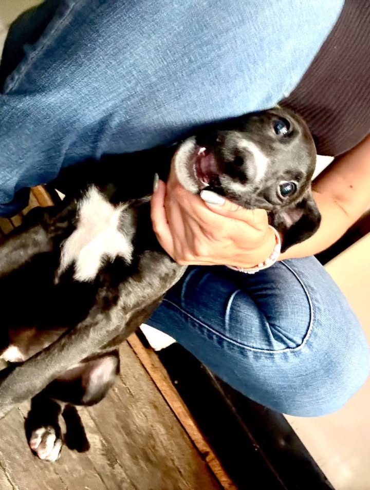 Adoptar cachorro mestizo de 3 meses en Pereira, Risaralda 