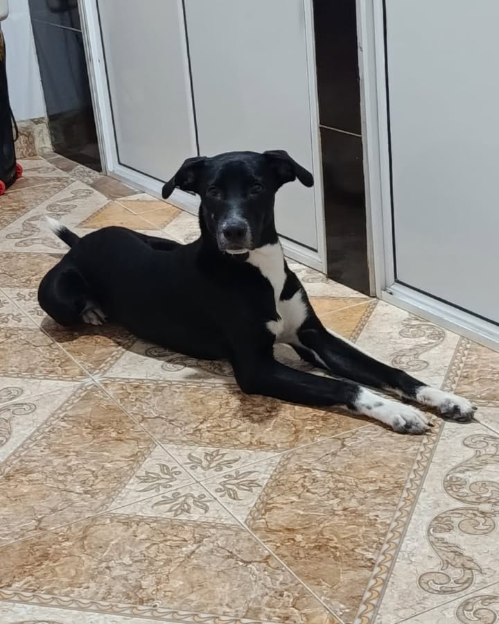 Perro en adopción en La Virginia, Risaralda 