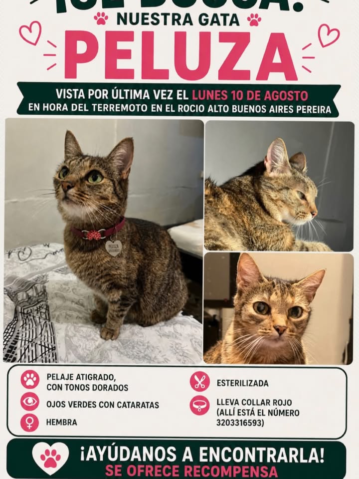 Gata perdida en Pereira, Risaralda 