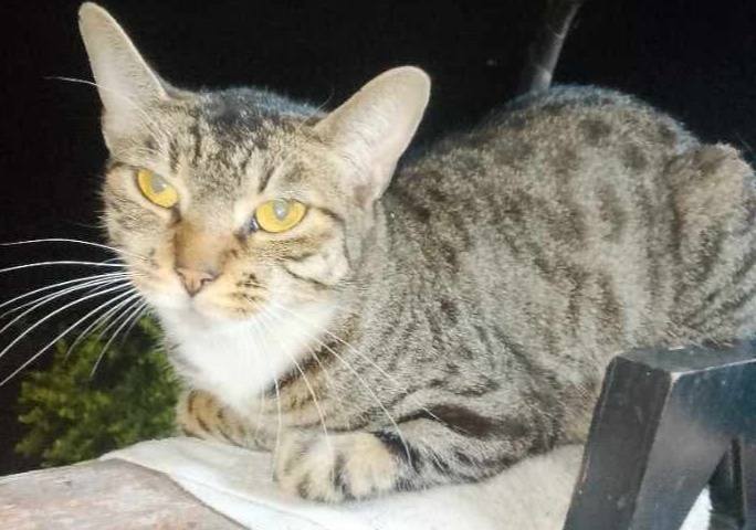 Gaticos en búsqueda de hogar responsable en Pereira 