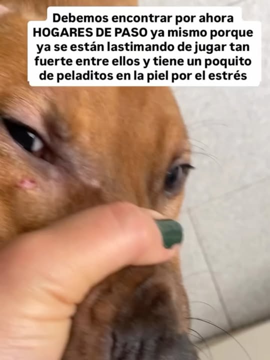 Buscamos Hogar de Paso Urgente para Perritos en Bogotá 