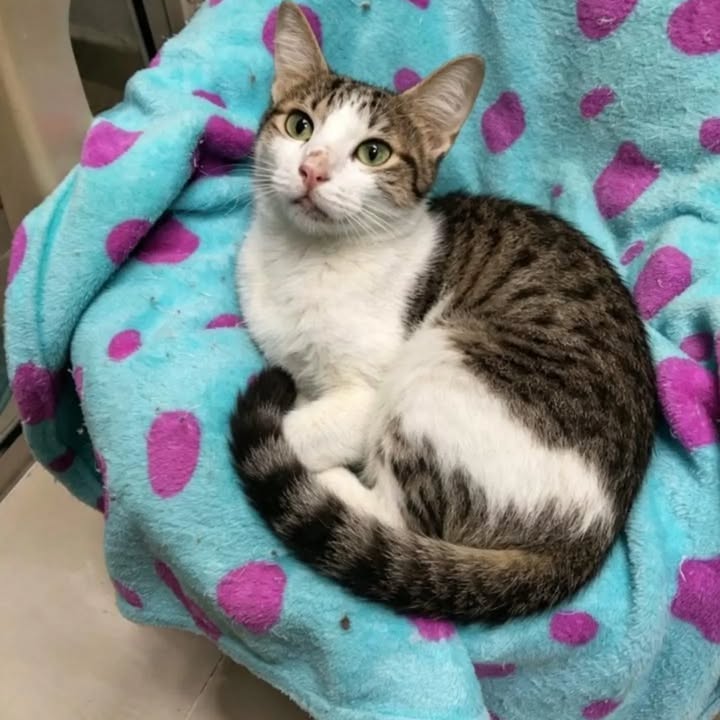 Gata esterilizada de 7 meses busca hogar en Pereira 