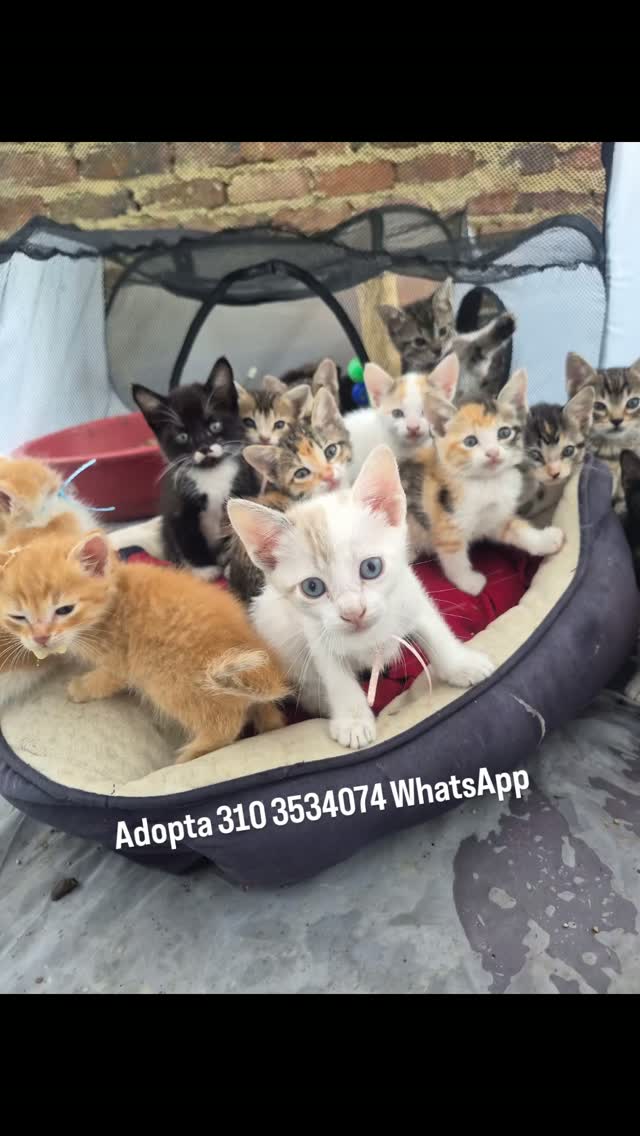 Gatitos en adopción en Bogotá 