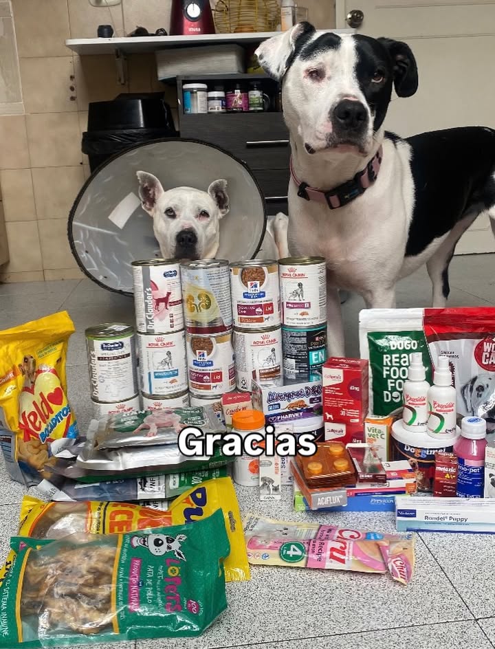 Adopta un peludito y cambia su vida 