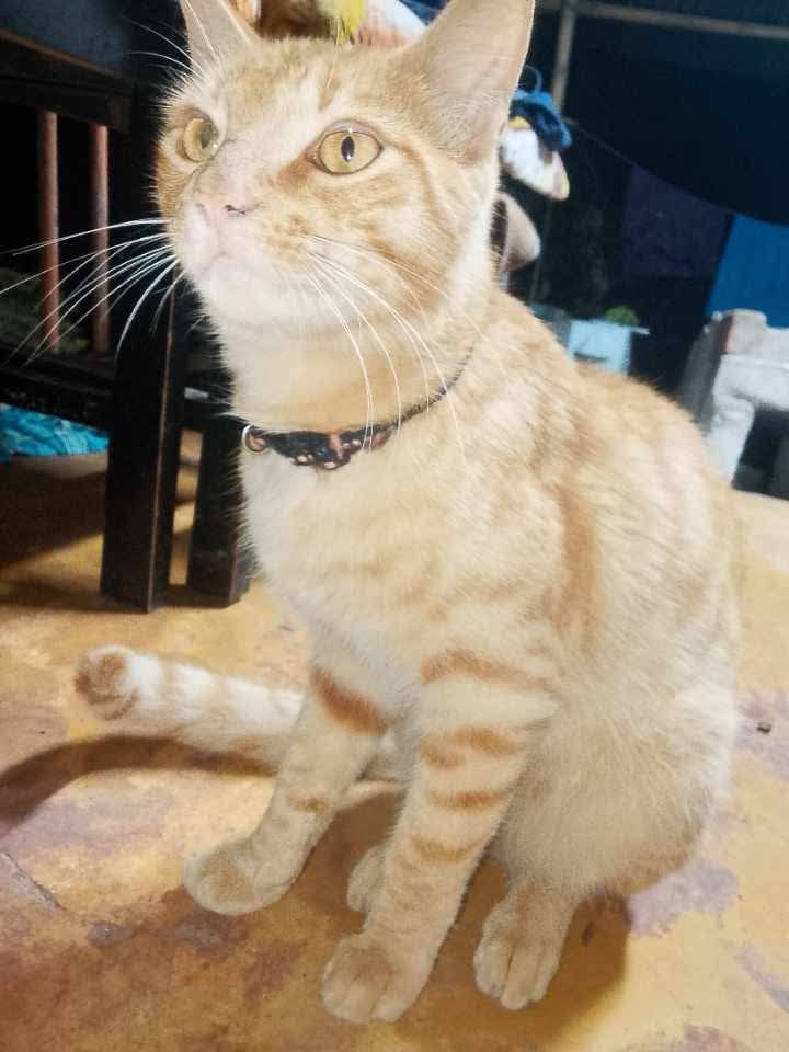 Gaticos en búsqueda de hogar responsable en Pereira 