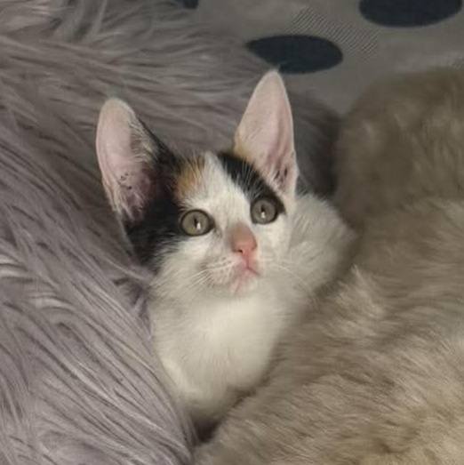 Gatas para adopción en Pereira 