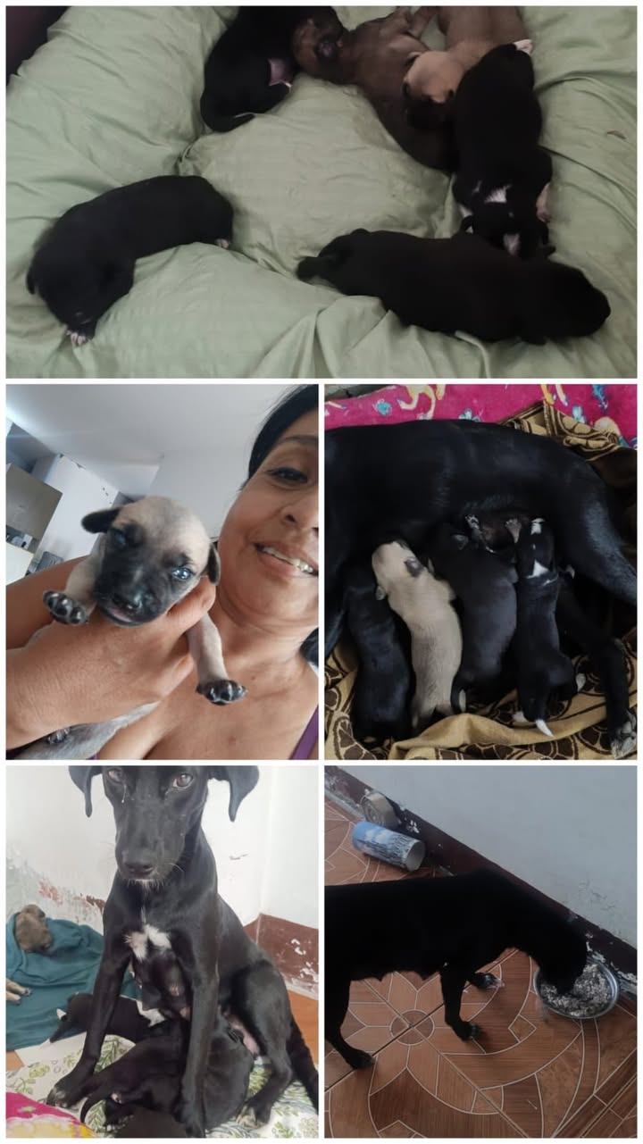 Ayuda para Lupita y sus 6 cachorros en Tuluá 