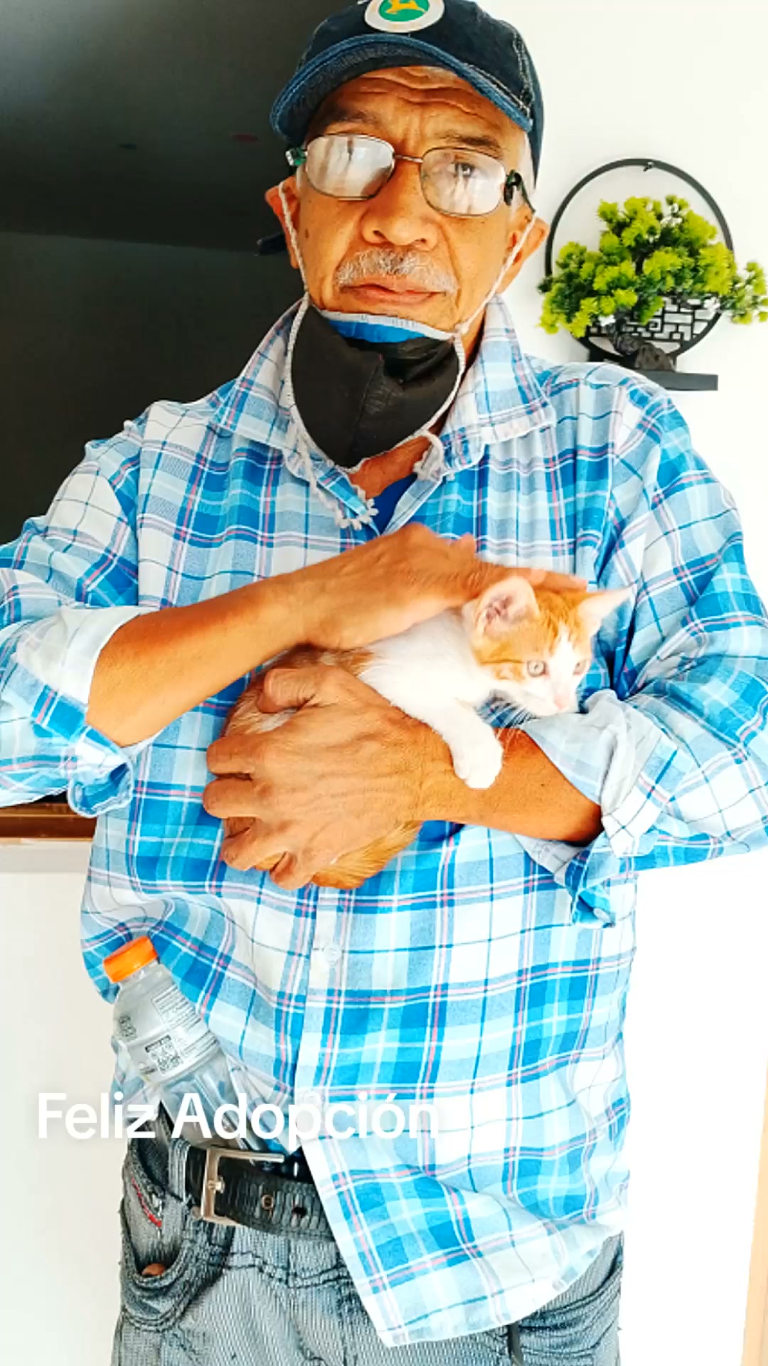 Gatitos buscan hogar en Tuluá 