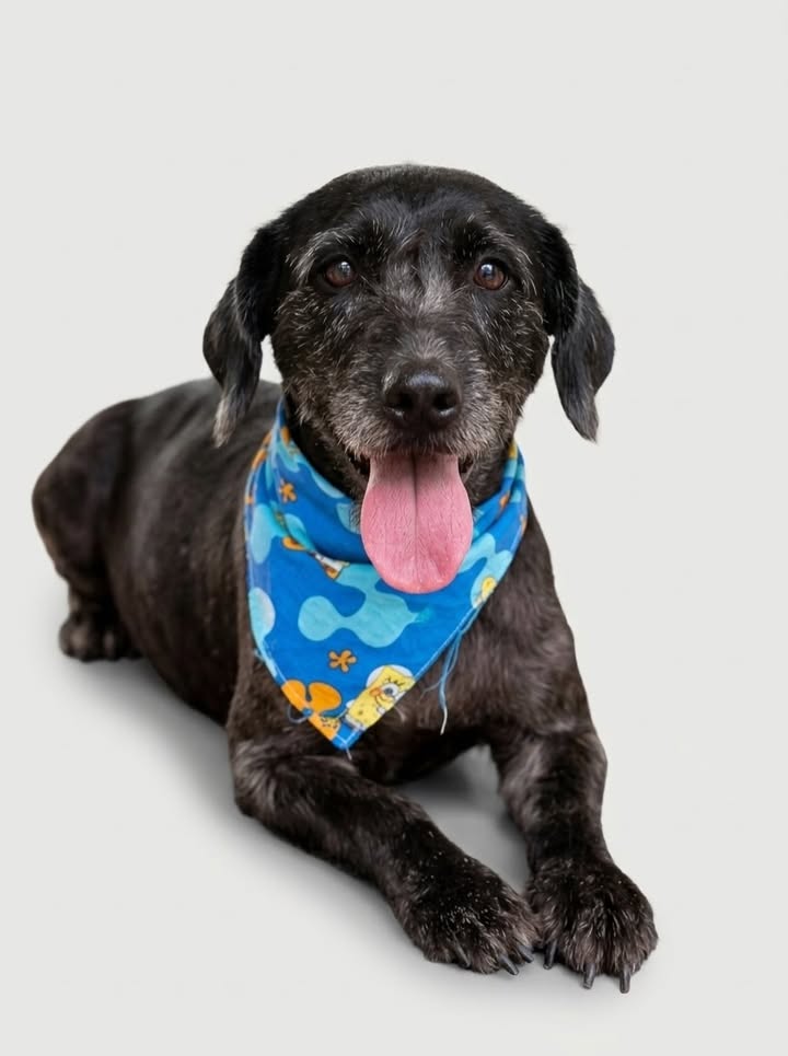 Perro Eddy en adopción, mezcla de razas 