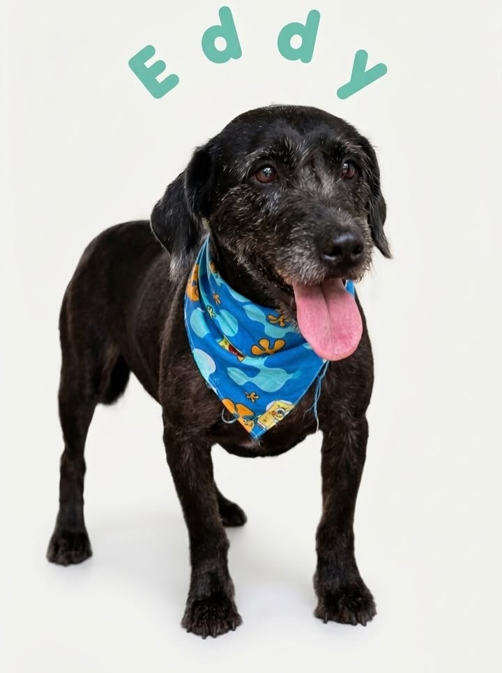Perro Eddy en adopción, mezcla de razas 