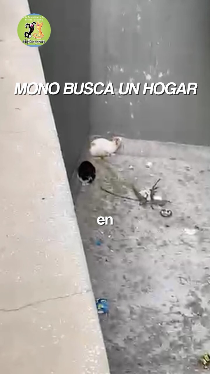 Gato "Mono" busca hogar en Pereira, Risaralda, Colombia 