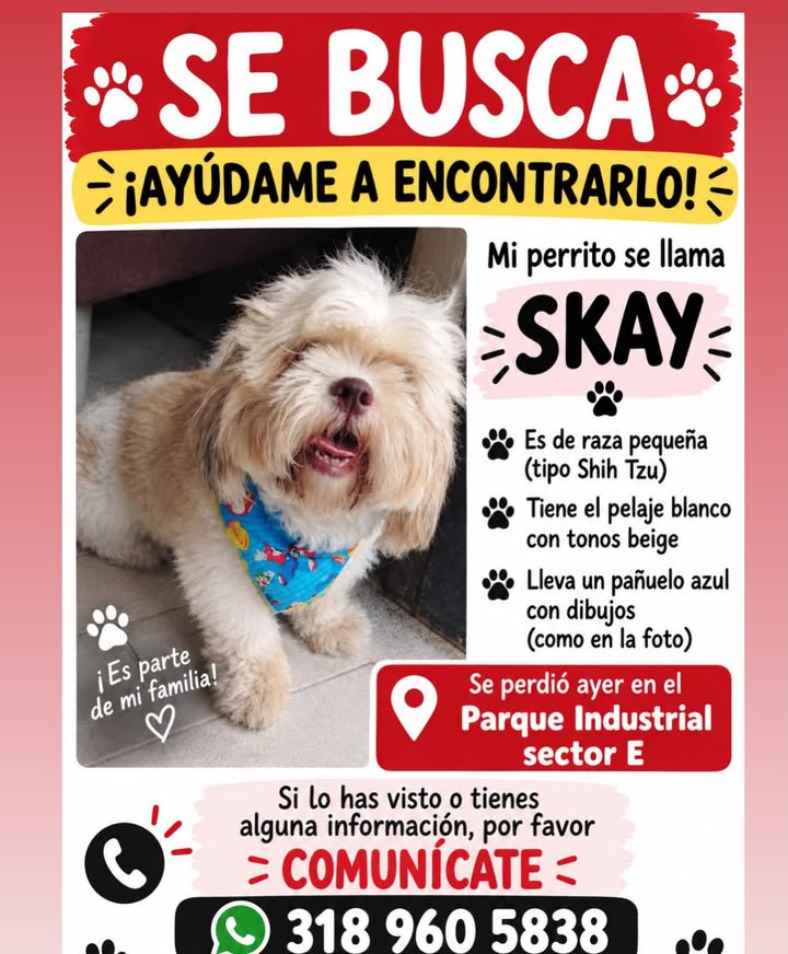 Perro Shih Tzu perdido en Pereira 